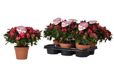 Рододендрон Otto красный, Гор12, Выс30 в интернет гипермаркете «Планета Лета». Фото