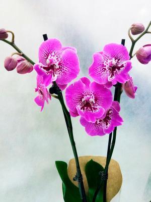 Фаленопсис 2 pp Purple Kizz, Гор12, Выс55 в интернет гипермаркете «Планета Лета». Фото