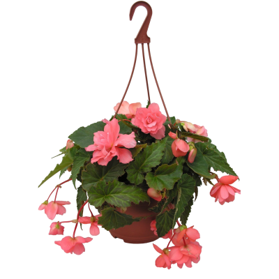 Бегония Elatior подвес, Гор27 М в интернет гипермаркете «Планета Лета». Фото