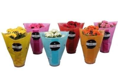 Каланхоэ Mix 5 Col, Гор10, Выс25 в интернет гипермаркете «Планета Лета». Фото