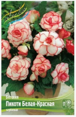 BUD Бегония Picotee White/Red (x1) Планета Лета в интернет гипермаркете «Планета Лета». Фото BUD Бегония Picotee White/Red (x1) в интернет гипермаркете «Планета Лета». Фото