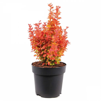 Барбарис Т.Микс, Гор11, Выс15 в интернет гипермаркете «Планета Лета». Фото