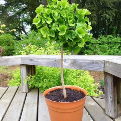 Гинкго Biloba Mariken штамб, Гор24, Выс40 в интернет гипермаркете «Планета Лета». Фото