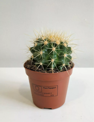 Эхинокактус Grusoni, Гор22, Выс25 в интернет гипермаркете «Планета Лета». Фото