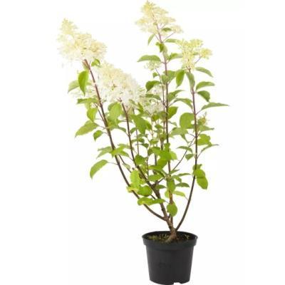 Гортензия метельчатая Phantom, Гор21, Выс55 в интернет гипермаркете «Планета Лета». Фото