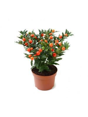 Соланум Pseudocapsicum, Гор17, Выс20 в интернет гипермаркете «Планета Лета». Фото