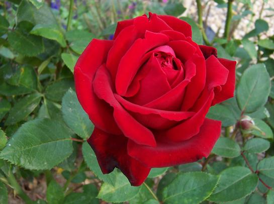 Роза флорибунда Ред Эмпаер 7Ц в интернет гипермаркете «Планета Лета». Фото