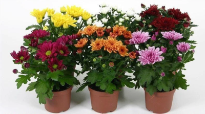Хризантема махровая микс, Гор11, Выс35 в интернет гипермаркете «Планета Лета». Фото