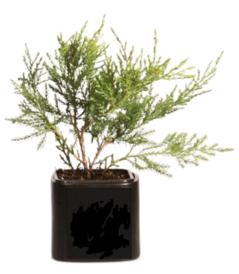 Можжевел.вирг.Hetz, Гор23, Выс45 в интернет гипермаркете «Планета Лета». Фото