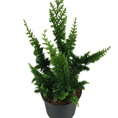 Кипарисовик т.Teddy Bear, Гор17, Выс30-35 в интернет гипермаркете «Планета Лета». Фото