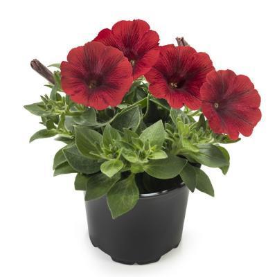 Петуния гибрид, Гор10,5 М в интернет гипермаркете «Планета Лета». Фото