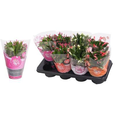 Шлюмбергера Mix, Гор11, Выс30 в интернет гипермаркете «Планета Лета». Фото