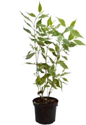 Дерен белый Elegantissima, Гор17, Выс20-60 М в интернет гипермаркете «Планета Лета». Фото