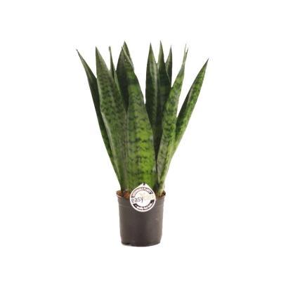 Сансевиерия Zeylanica Sansev Z, Гор14, Выс50 в интернет гипермаркете «Планета Лета». Фото