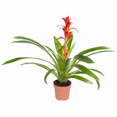 Гузмания Ritmo Oranje, Гор12, Выс50 в интернет гипермаркете «Планета Лета». Фото