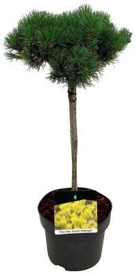 Сосна горная Carstens Wintergold, Гор28, Выс60 в интернет гипермаркете «Планета Лета». Фото