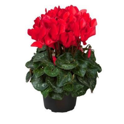 Цикламен Allure, Гор10,5 М в интернет гипермаркете «Планета Лета». Фото