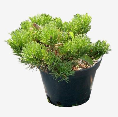 Сосна горная Помилио, Гор19, Выс20-30 КТ в интернет гипермаркете «Планета Лета». Фото