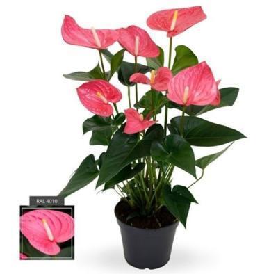 Антуриум Maine, Гор14, Выс60 в интернет гипермаркете «Планета Лета». Фото