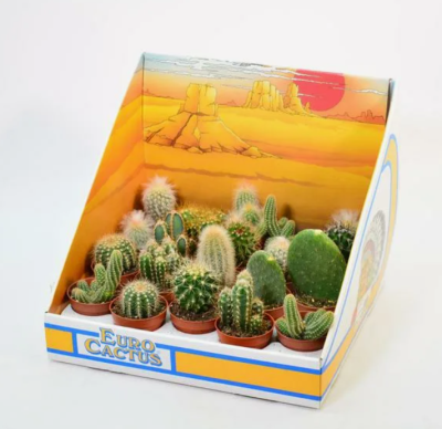 Кактус Mix X 20 Showdoos в коробке, Гор5, Выс8 в интернет гипермаркете «Планета Лета». Фото