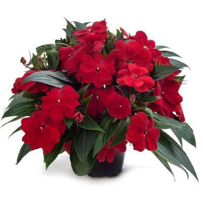 Бальзамин новогвинейский, Гор10,5 М в интернет гипермаркете «Планета Лета». Фото