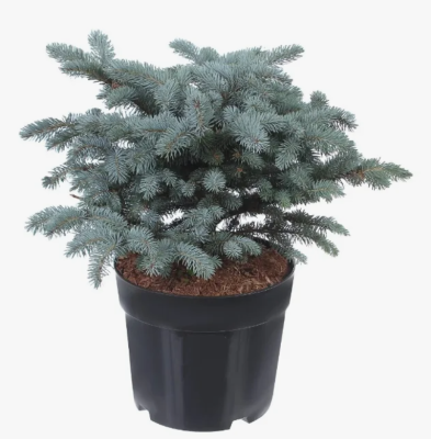 Ель колючая Glauca Globosa, C11, Выс35-40 в интернет гипермаркете «Планета Лета». Фото