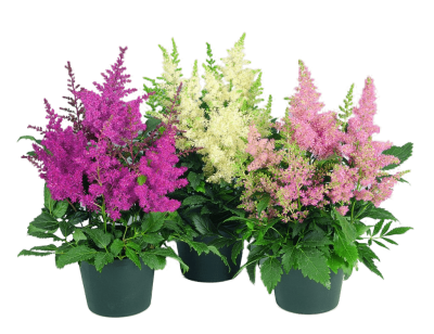 Астильба микс, Гор19, Выс70 в интернет гипермаркете «Планета Лета». Фото