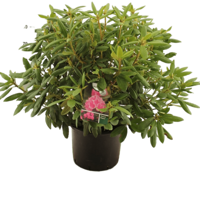 Рододендрон Roseum, Гор32, Выс60 в интернет гипермаркете «Планета Лета». Фото