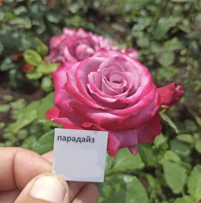 Роза чайно-гибридная Парадайз ОКС в интернет гипермаркете «Планета Лета». Фото