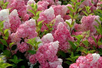 Гортензия метельч.Vanille-Fraise, Гор30, Выс100 в интернет гипермаркете «Планета Лета». Фото