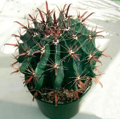 Кактус Ferocactus, Гор10, Выс15 в интернет гипермаркете «Планета Лета». Фото