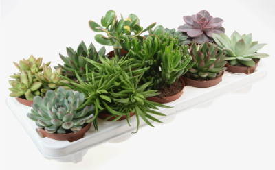Суккуленты Mix, Гор5, Выс5 в интернет гипермаркете «Планета Лета». Фото