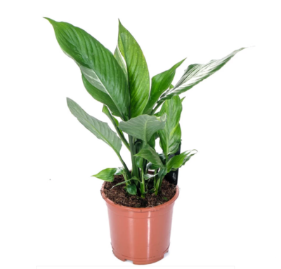 Спатифиллум Variegata, Гор14, Выс60 в интернет гипермаркете «Планета Лета». Фото