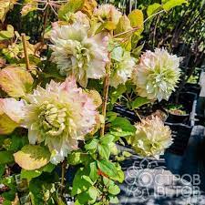 Клематис крупноцветковый Мидори (туба) в интернет гипермаркете «Планета Лета». Фото