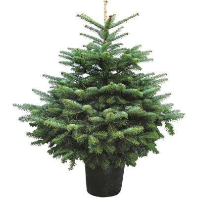 Пихта Нордмана, С110, Выс200-250 Б в интернет гипермаркете «Планета Лета». Фото