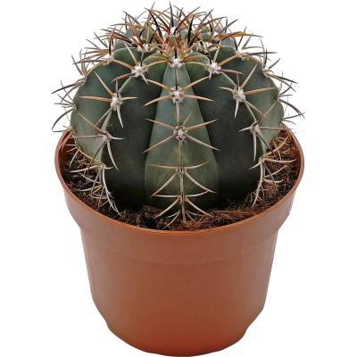 Кактус Ferocactus Alamosanus, Гор20, Выс20 в интернет гипермаркете «Планета Лета». Фото