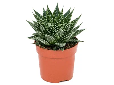 Крассула Buda, Гор6, Выс20 в интернет гипермаркете «Планета Лета». Фото