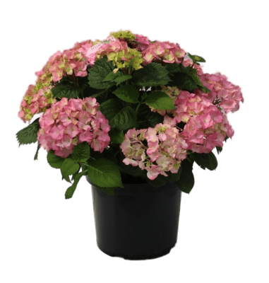 Гортензия крупноцв.Exclusive, Гор14, Выс35 в интернет гипермаркете «Планета Лета». Фото
