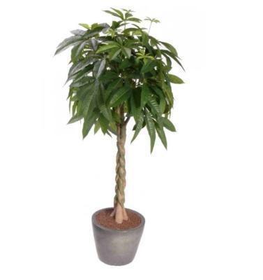 Пахира на витом стволе 165-180см в интернет гипермаркете «Планета Лета». Фото