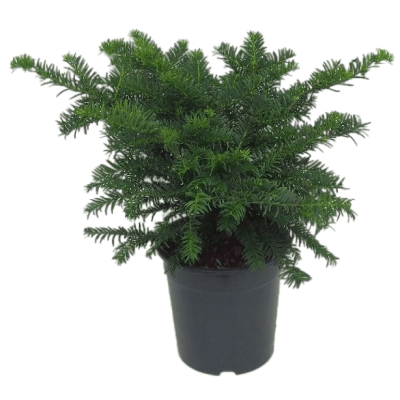 Ель обыкн.Nidiformis, Гор30, Выс45 в интернет гипермаркете «Планета Лета». Фото