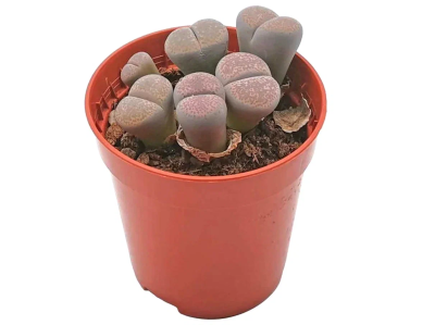 Литопс, Гор8, Выс15 в интернет гипермаркете «Планета Лета». Фото