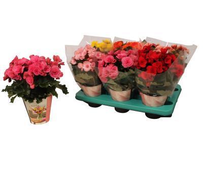 Бегония Double Mix Decorum, Гор14, Выс40 в интернет гипермаркете «Планета Лета». Фото