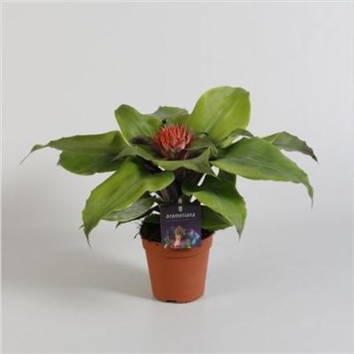 Эхмея Tayoensis, Гор15, Выс40 в интернет гипермаркете «Планета Лета». Фото