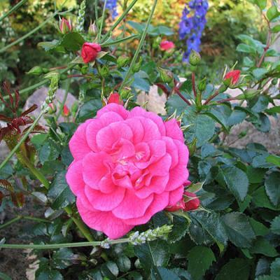 Роза почвопокровная Феари Тейл 7Ц в интернет гипермаркете «Планета Лета». Фото