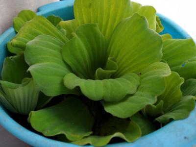 Пистия большая в интернет гипермаркете «Планета Лета». Фото