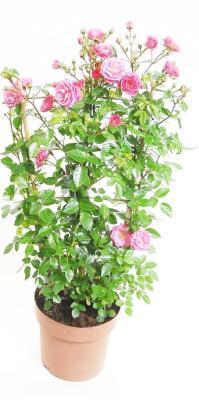 Роза плетистая, Гор24, Выс180 И в интернет гипермаркете «Планета Лета». Фото
