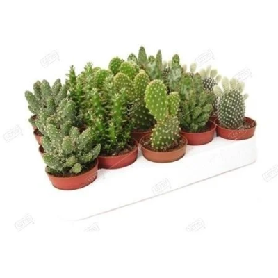 Опунция Mix, Гор19, Выс50 в интернет гипермаркете «Планета Лета». Фото