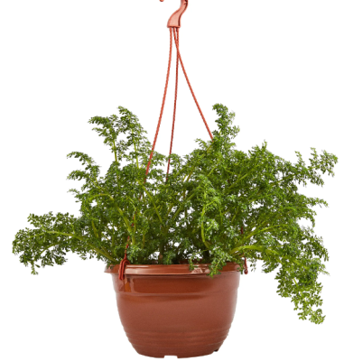 Пилея подвес, Гор18 М в интернет гипермаркете «Планета Лета». Фото