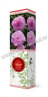 Роза плетистая Лавендер Лесси П в интернет гипермаркете «Планета Лета». Фото