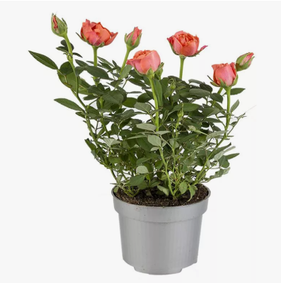 Роза спрей Романтик Пепита, Гор23М в интернет гипермаркете «Планета Лета». Фото